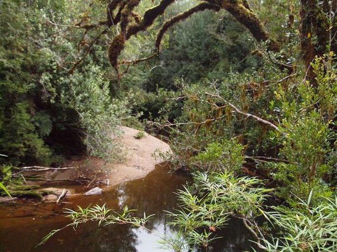 valdiviánský les, Alerce Andino