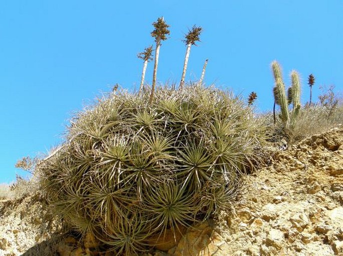 Puya berteroniana