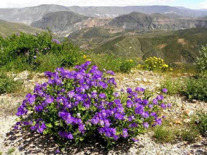 Solanum metarsium