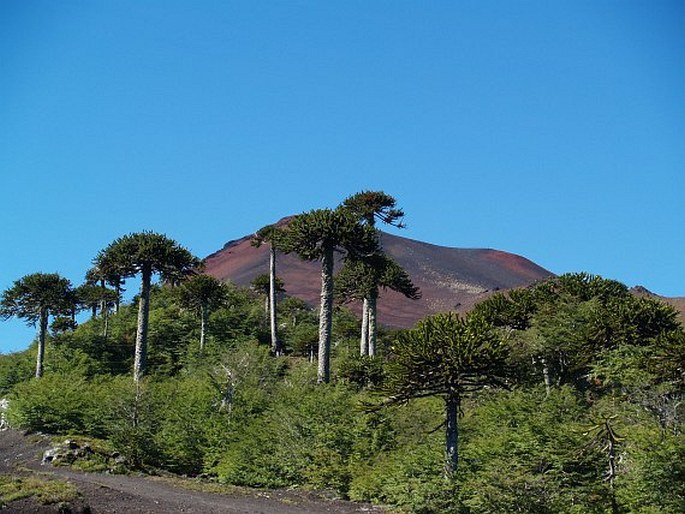 Araucaria araucana