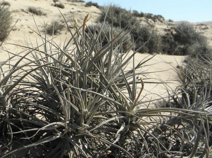 Tillandsia marconae