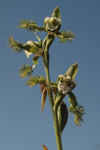 Bipinnula fimbriata