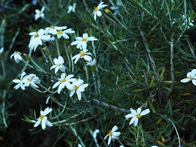 CHILIOTRICHUM ROSMARINIFOLIUM Less.