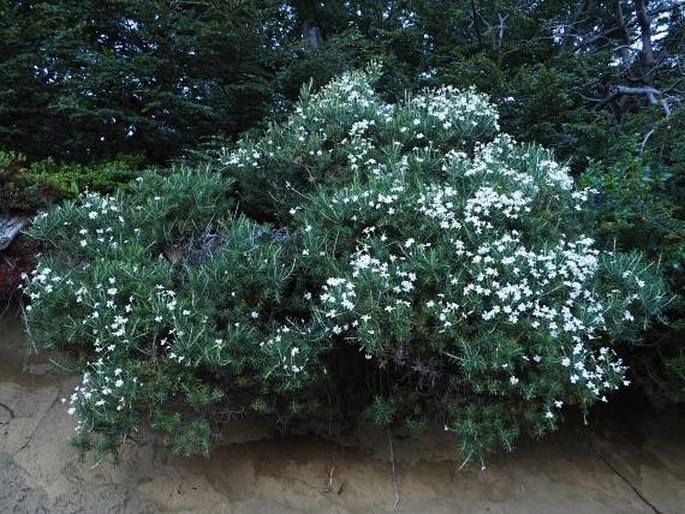 Chiliotrichum rosmarinifolium