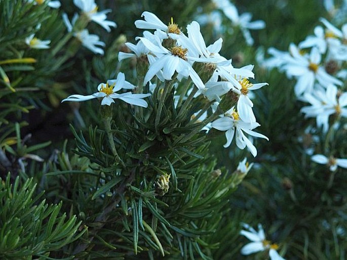 Chiliotrichum rosmarinifolium