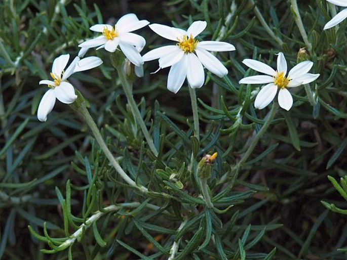 Chiliotrichum rosmarinifolium