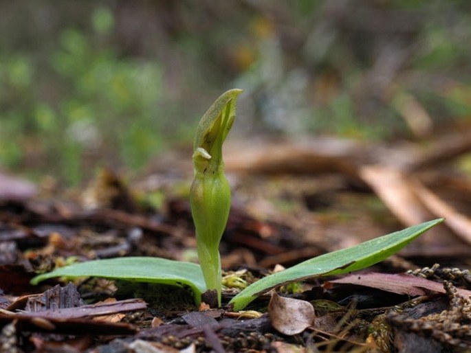 Chiloglottis cornuta