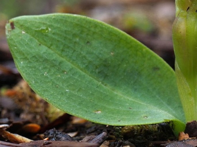 Chiloglottis cornuta