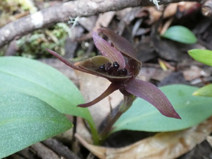 Chiloglottis grammata