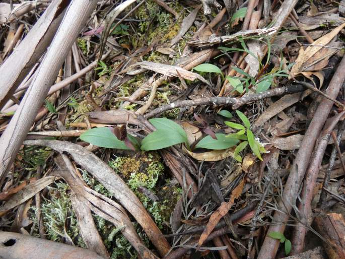 Chiloglottis grammata