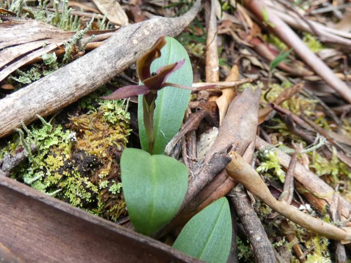 Chiloglottis grammata