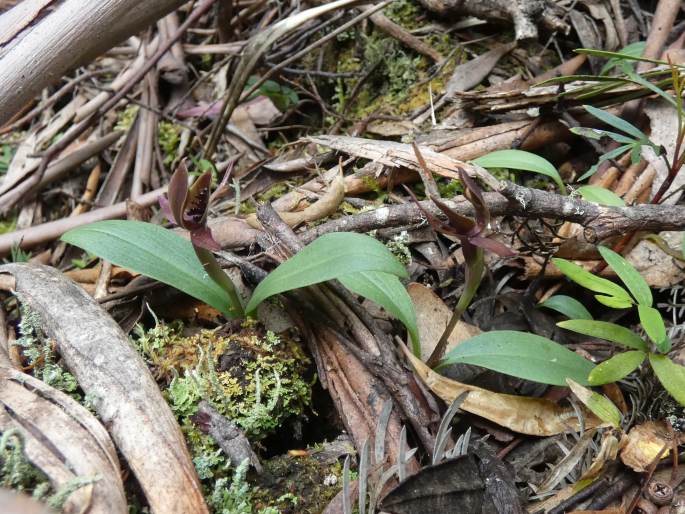 Chiloglottis grammata