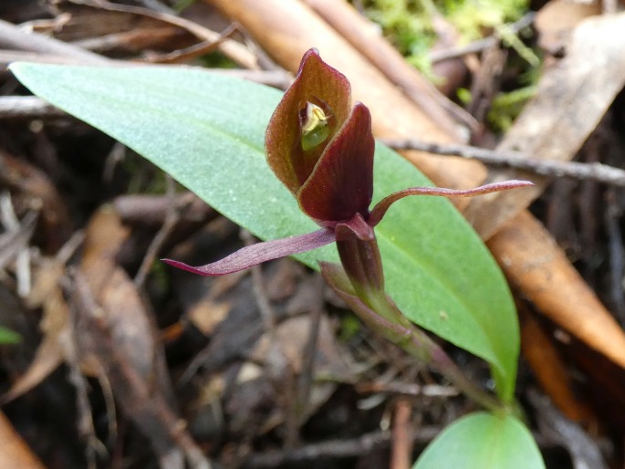 Chiloglottis grammata