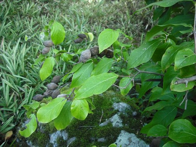 Chimonanthus praecox