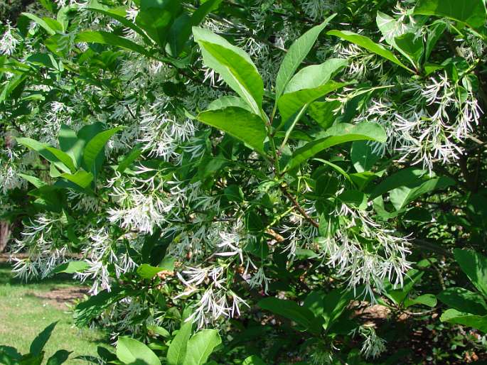 CHIONANTHUS VIRGINICUS L. - bělas virginský