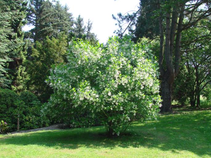 Chionanthus virginicus