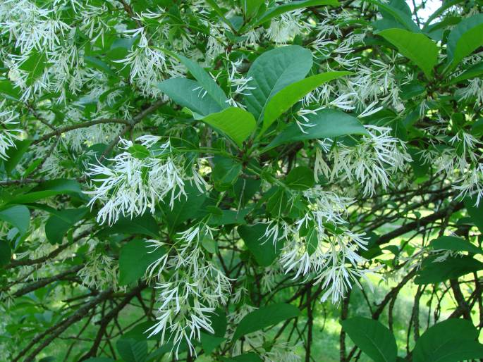 Chionanthus virginicus