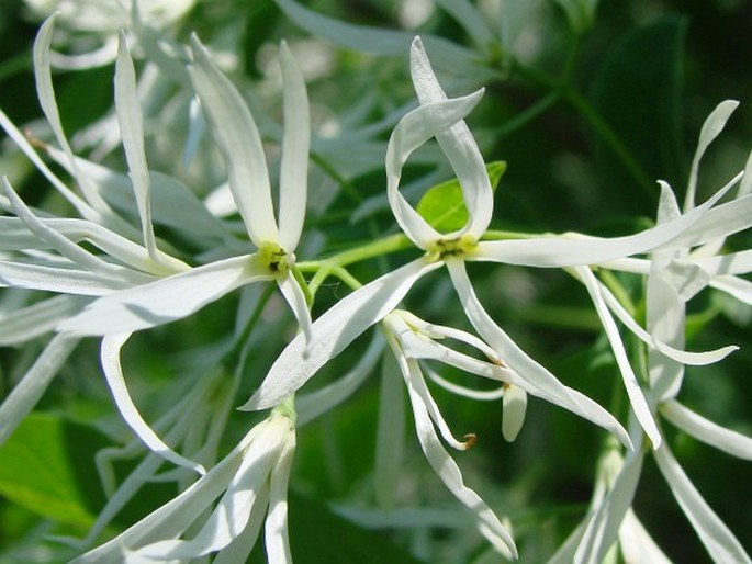 Chionanthus virginicus