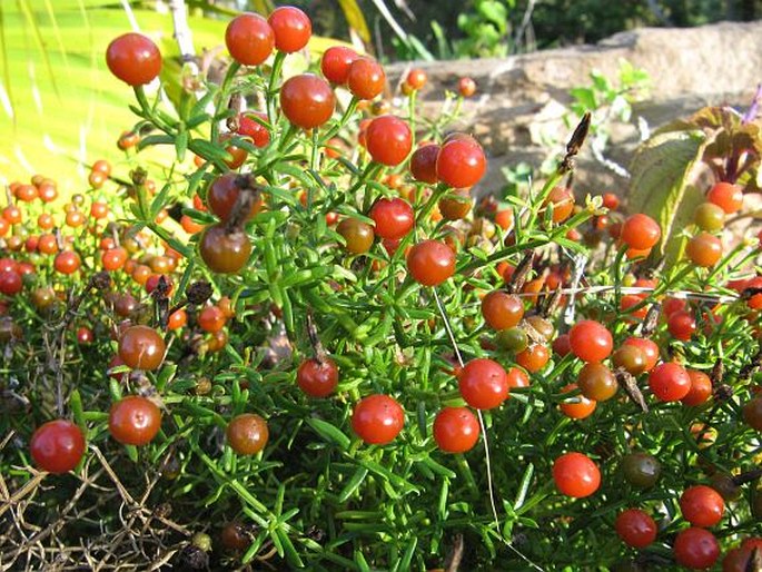 Chironia baccifera