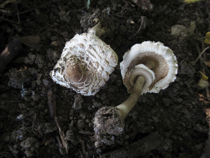 Chlorophyllum brunneum