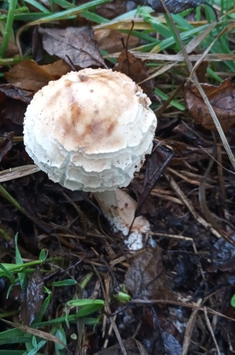 Chlorophyllum brunneum