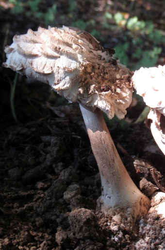 Chlorophyllum brunneum