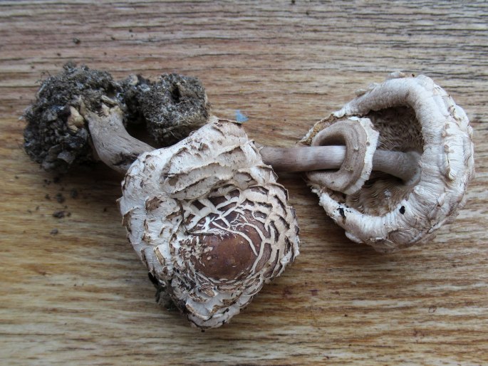 Chlorophyllum brunneum