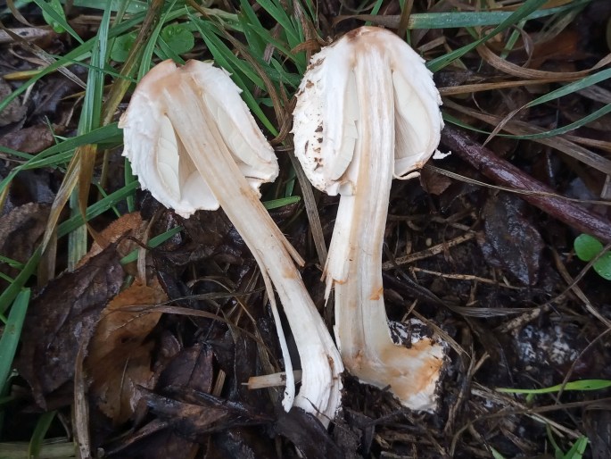 Chlorophyllum brunneum