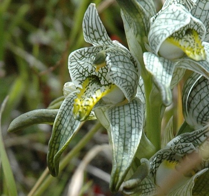 CHLORAEA MAGELLANICA Hook. f.