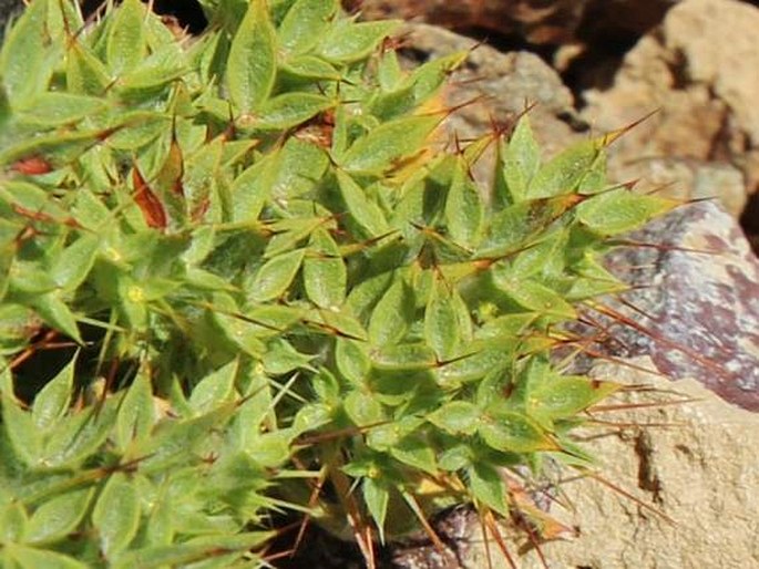 Chorizanthe rigida