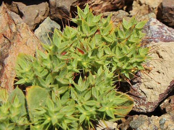 CHORIZANTHE RIGIDA (Torr.) Torr. et A. Gray