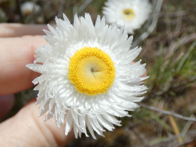 Chrysocephalum baxteri