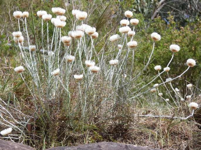 Chrysocephalum baxteri