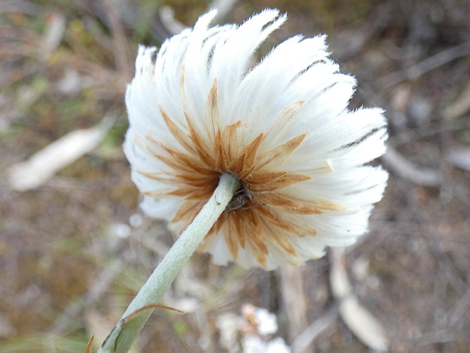 Chrysocephalum baxteri