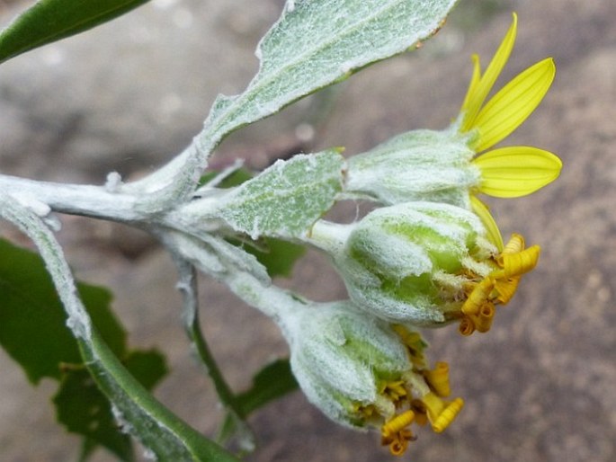 Chrysanthemoides monilifera subsp. canescens