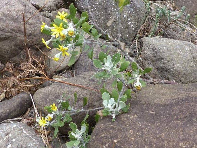 Chrysanthemoides monilifera subsp. canescens