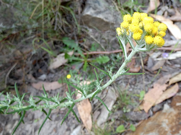 Chrysocephalum semipapposum