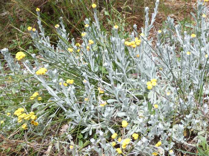 Chrysocephalum apiculatum