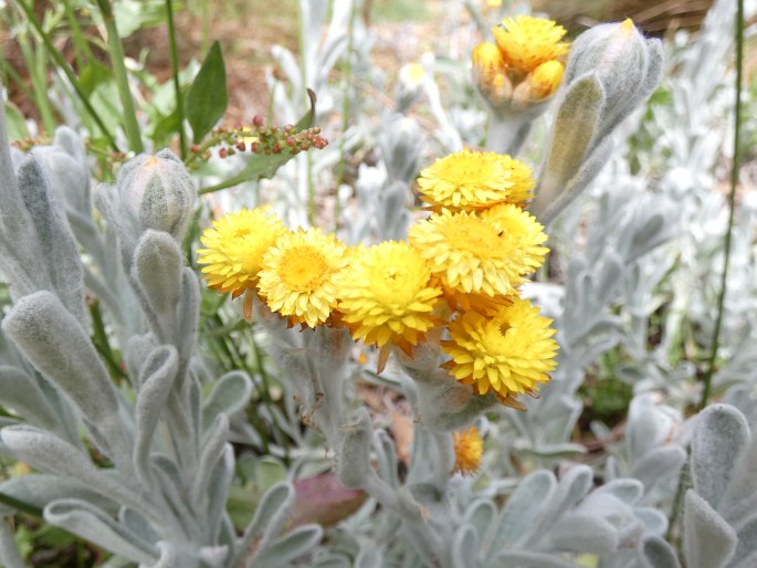 Chrysocephalum apiculatum