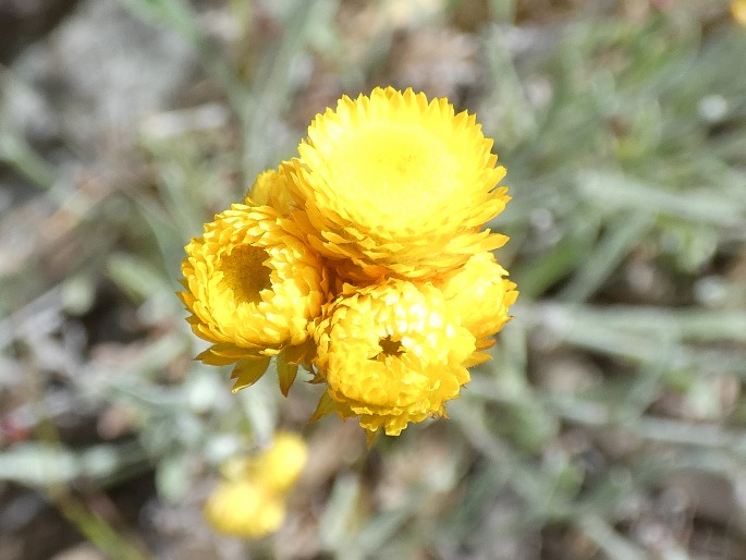 Chrysocephalum apiculatum