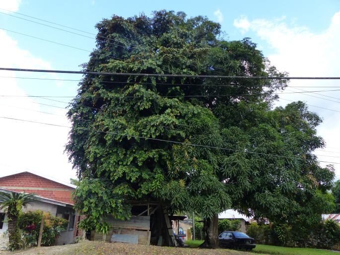 Chrysophyllum cainito