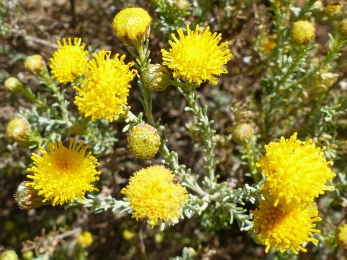 CHRYSOCOMA CILIATA L.