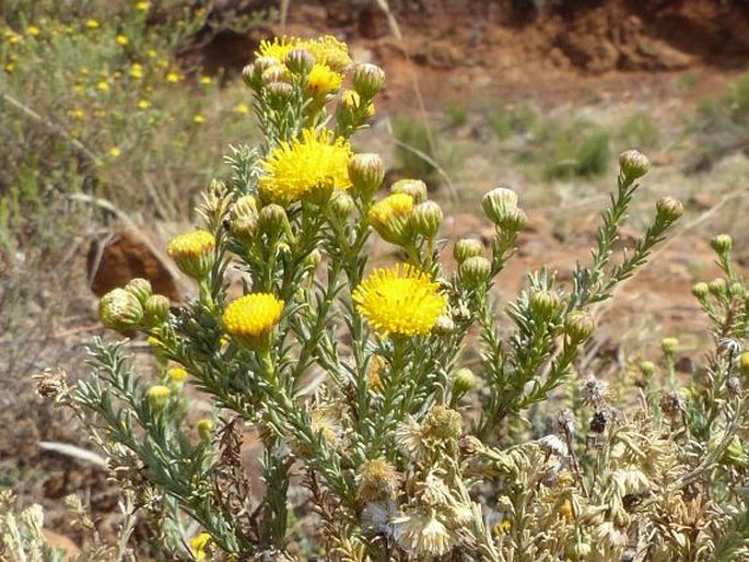 Chrysocoma ciliata