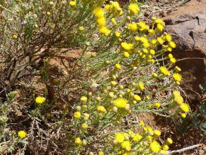 Chrysocoma ciliata