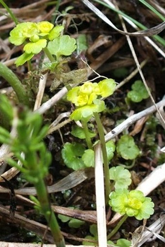 Chrysosplenium iowense