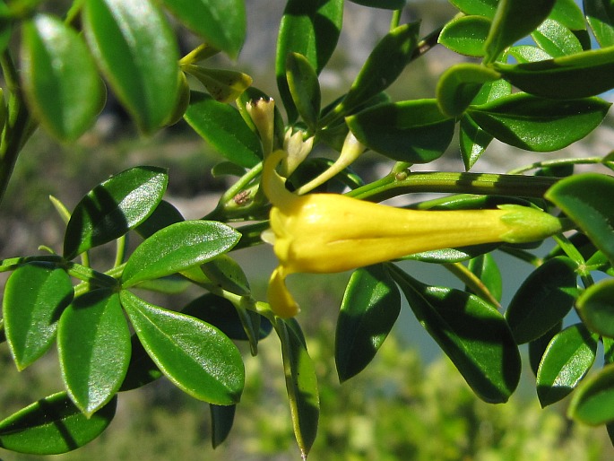 Chrysojasminum humile