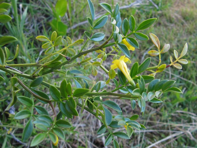 Chrysojasminum humile