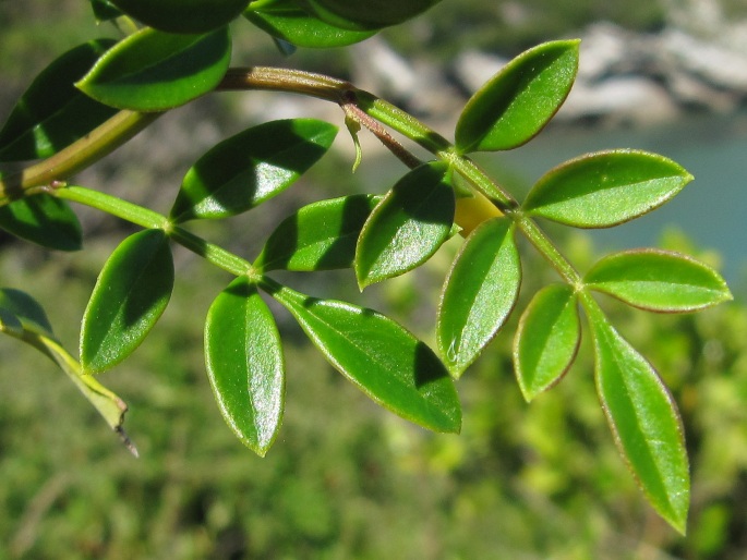 Chrysojasminum humile