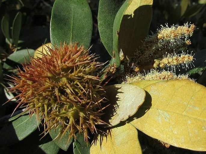 Chrysolepis sempervirens