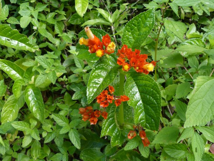 Chrysothemis pulchella